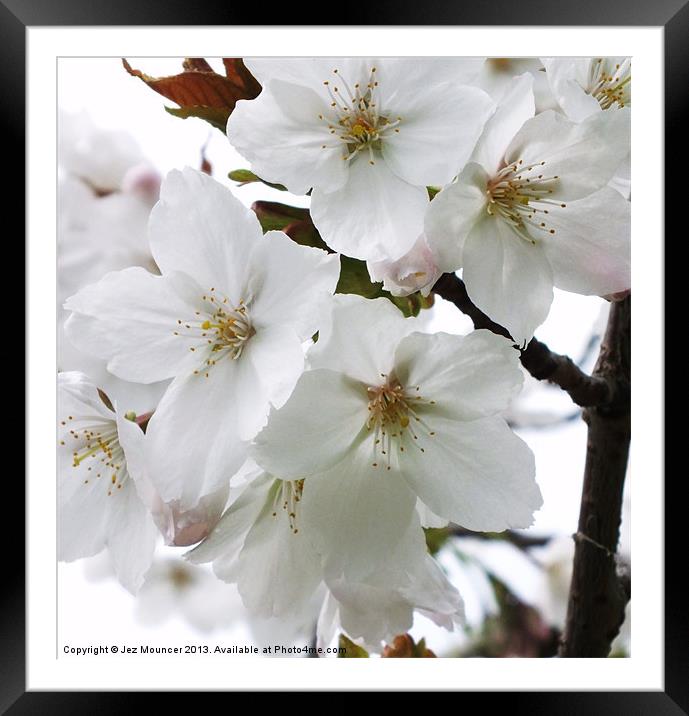 Cherry Blossom Framed Mounted Print by Jez Mouncer