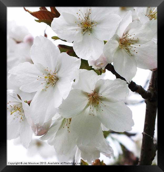 Cherry Blossom Framed Print by Jez Mouncer