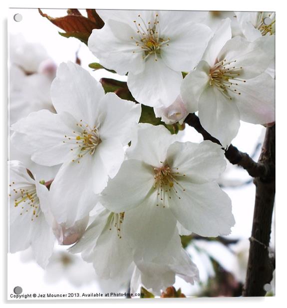 Cherry Blossom Acrylic by Jez Mouncer