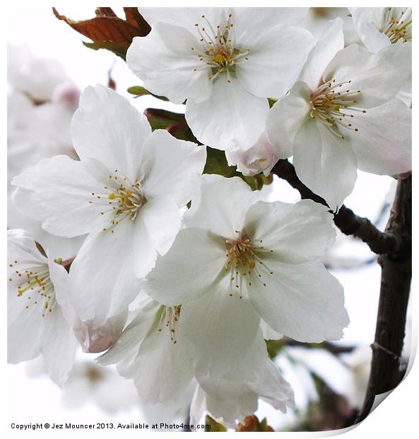 Cherry Blossom Print by Jez Mouncer