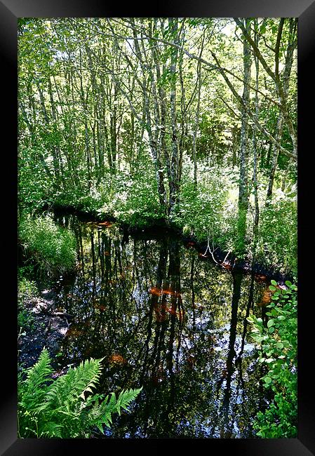 Reflections in the Stream Framed Print by David Davies
