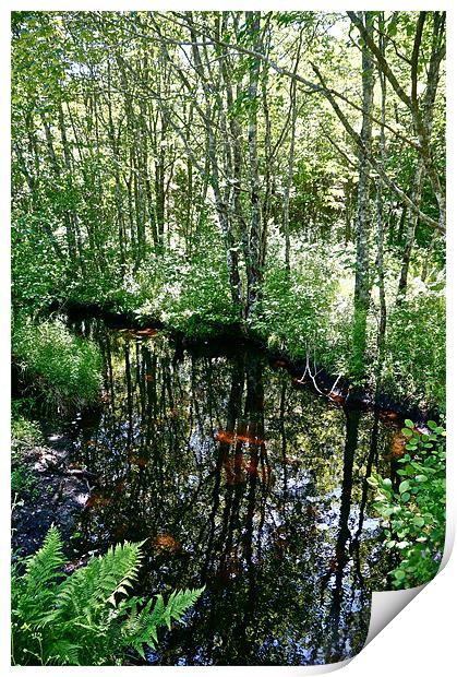 Reflections in the Stream Print by David Davies