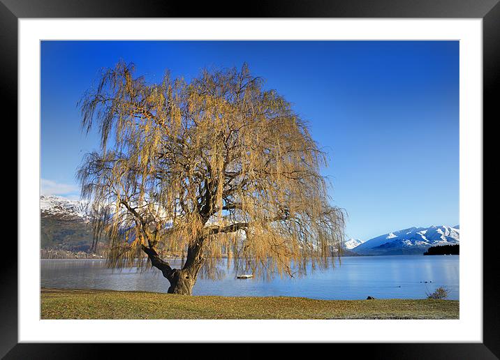 Lakeside tree Framed Mounted Print by David Hare