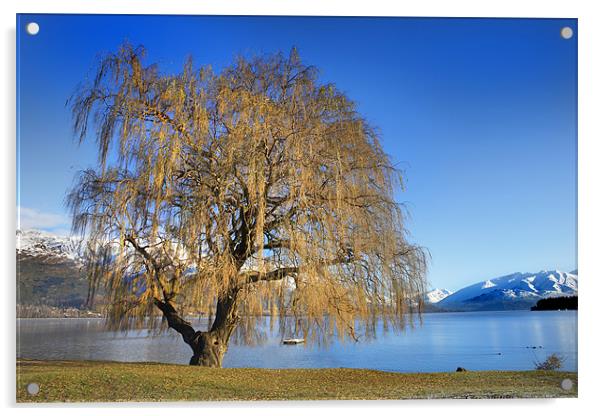 Lakeside tree Acrylic by David Hare