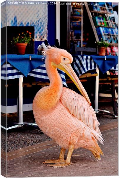 Pink Pelican Canvas Print by Gabriela Olteanu