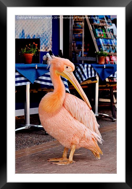 Pink Pelican Framed Mounted Print by Gabriela Olteanu