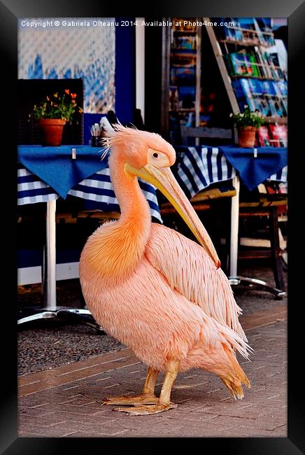 Pink Pelican Framed Print by Gabriela Olteanu