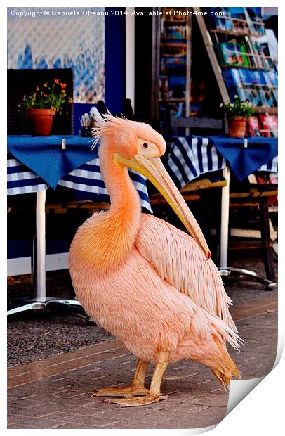 Pink Pelican Print by Gabriela Olteanu