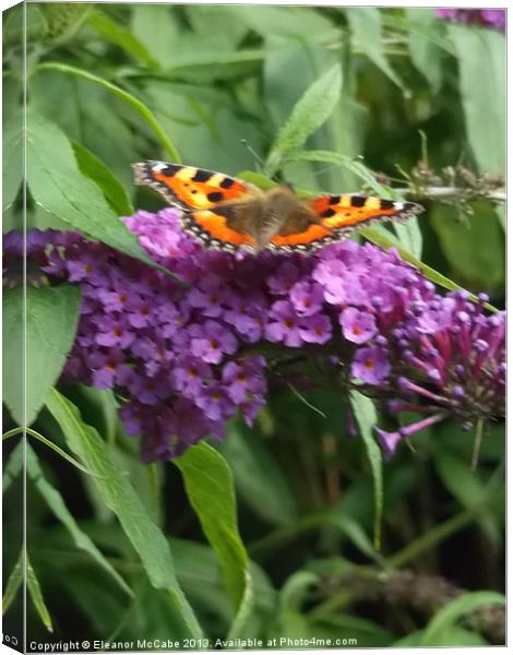 Restful Butterfly! Canvas Print by Eleanor McCabe