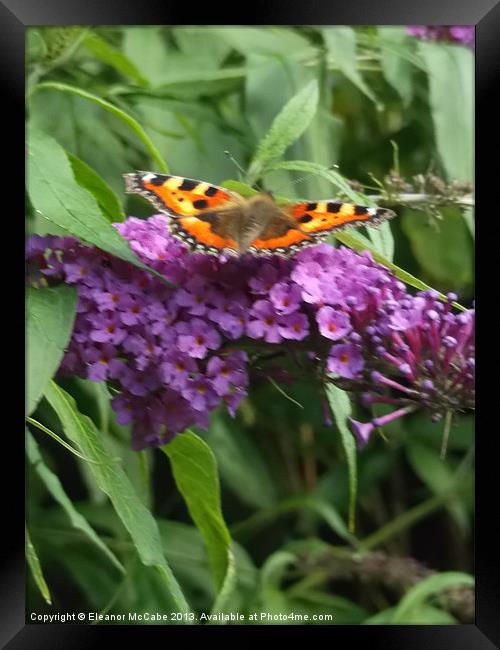 Restful Butterfly! Framed Print by Eleanor McCabe