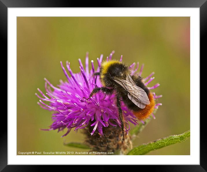 Red Tail Bumble Bee Framed Mounted Print by Paul Scoullar
