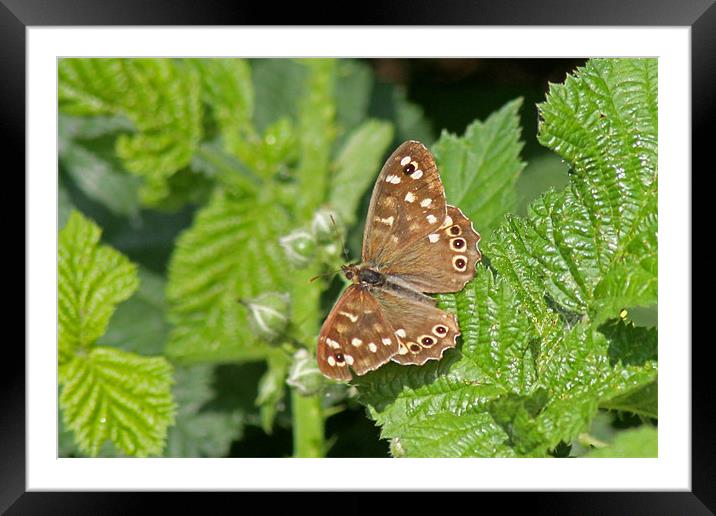 Speckled Wood Butterfly Framed Mounted Print by Tony Murtagh