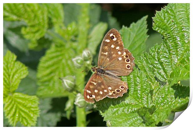 Speckled Wood Butterfly Print by Tony Murtagh