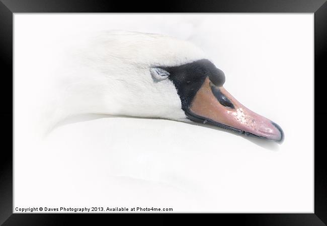 Sleeping Beauty - The Swan Framed Print by Daves Photography