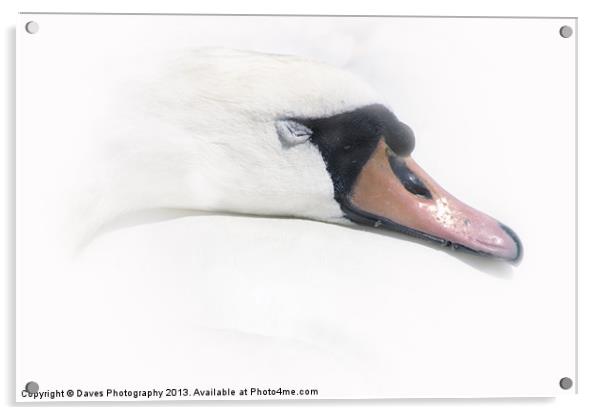 Sleeping Beauty - The Swan Acrylic by Daves Photography