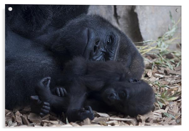 Gorilla with baby Acrylic by Peter West