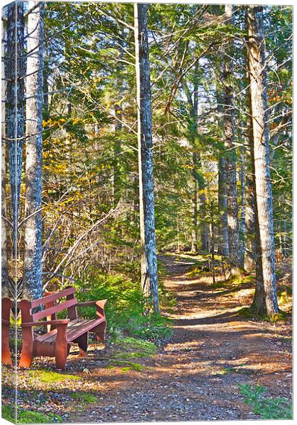 A Seat by the Trail Canvas Print by David Davies