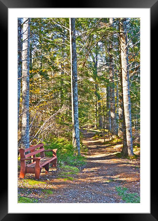 A Seat by the Trail Framed Mounted Print by David Davies
