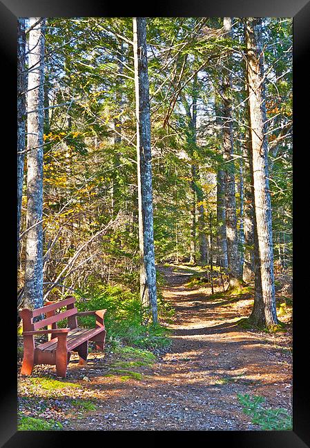 A Seat by the Trail Framed Print by David Davies