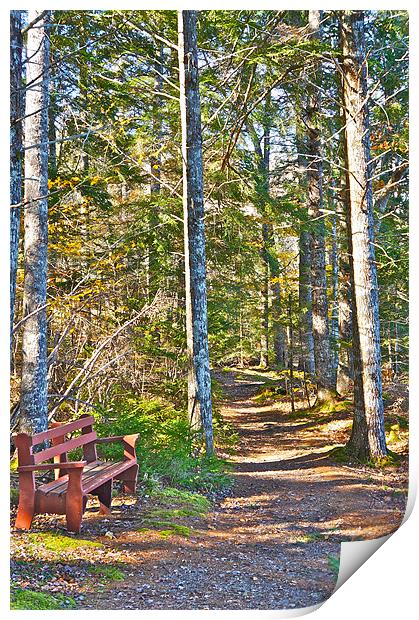 A Seat by the Trail Print by David Davies