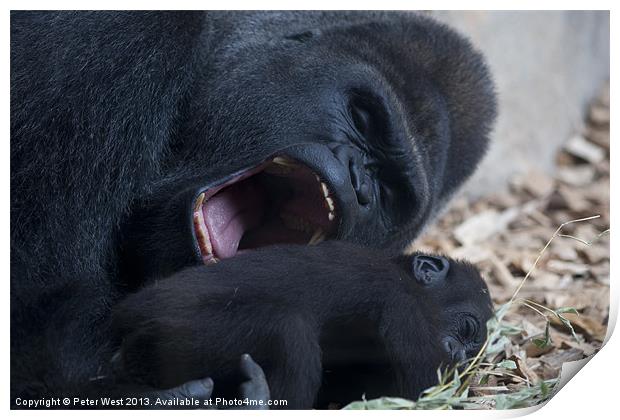 Gorilla with baby Print by Peter West