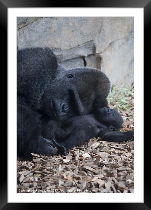 Gorilla with baby 2 Framed Mounted Print by Peter West
