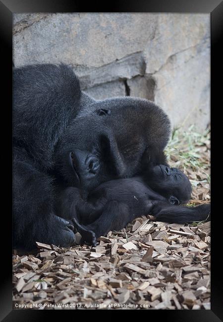 Gorilla with baby 2 Framed Print by Peter West