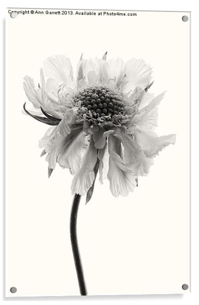 White Scabious 3 Sepia Acrylic by Ann Garrett