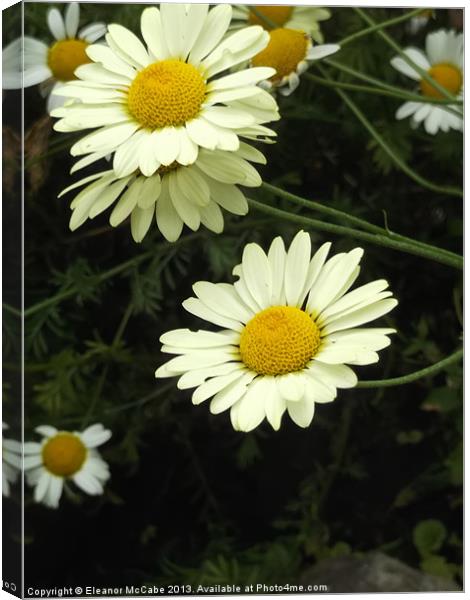 Dancing Daisies! Canvas Print by Eleanor McCabe