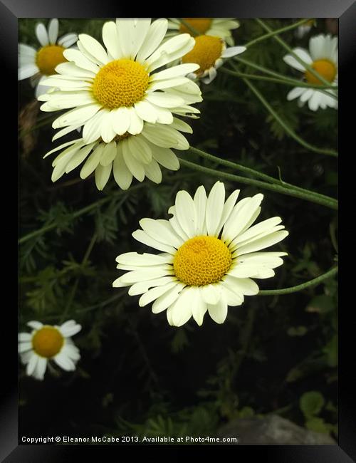 Dancing Daisies! Framed Print by Eleanor McCabe