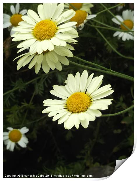 Dancing Daisies! Print by Eleanor McCabe
