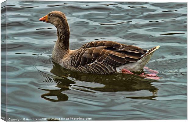 Greylag goose Canvas Print by Avril Harris