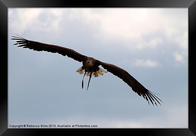 Fly like an eagle  Framed Print by Rebecca Giles