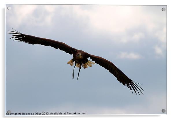 Fly like an eagle  Acrylic by Rebecca Giles