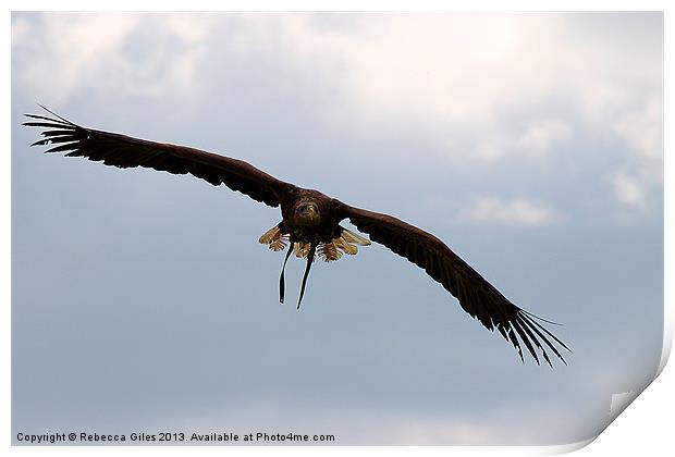 Fly like an eagle  Print by Rebecca Giles