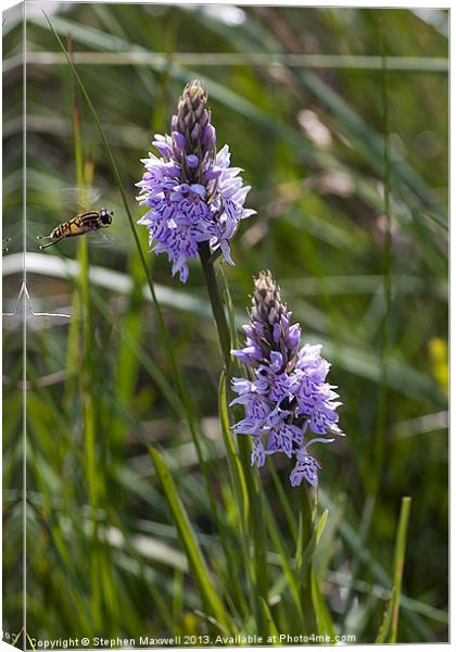 Orchids and Hoverfly Canvas Print by Stephen Maxwell