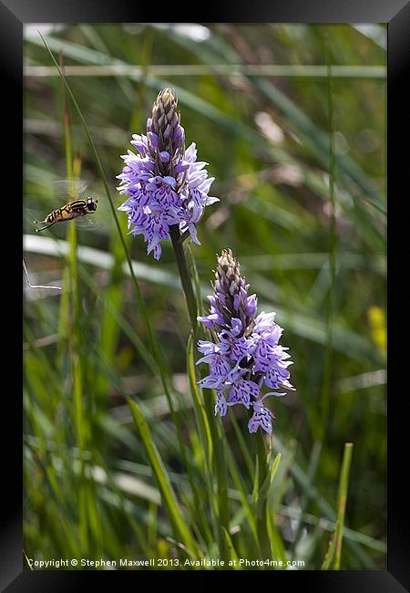 Orchids and Hoverfly Framed Print by Stephen Maxwell