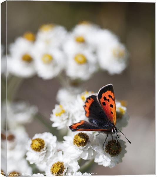 Small Copper Butterfly Canvas Print by Stephen Maxwell