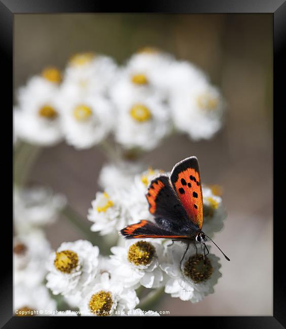 Small Copper Butterfly Framed Print by Stephen Maxwell