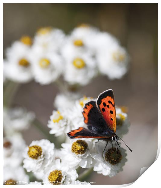 Small Copper Butterfly Print by Stephen Maxwell