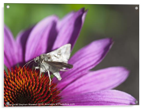 Silver Y Moth Acrylic by Stephen Maxwell