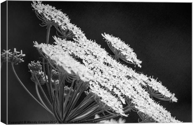 Cow Parsley, monochrome study Canvas Print by Wendy Cooper