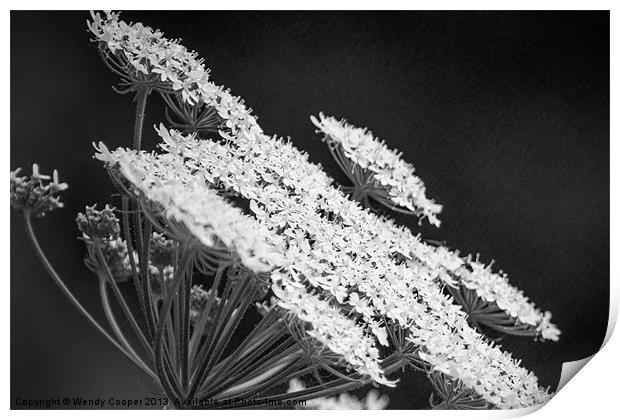 Cow Parsley, monochrome study Print by Wendy Cooper
