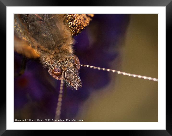 Eye to Eye: Tortoiseshell Butterfly Framed Mounted Print by Cheryl Quine