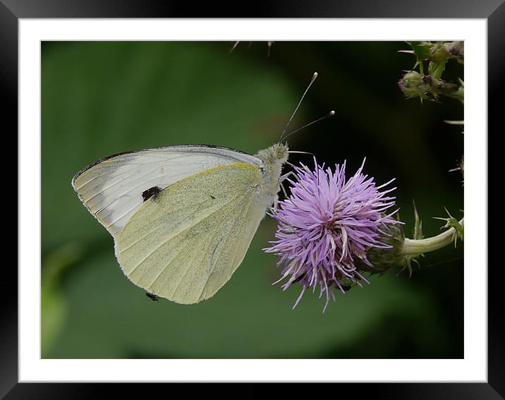 Cabbage white butterfly Framed Mounted Print by sharon bennett