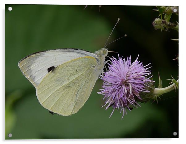 Cabbage white butterfly Acrylic by sharon bennett