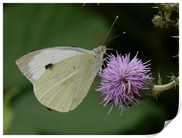 Cabbage white butterfly Print by sharon bennett