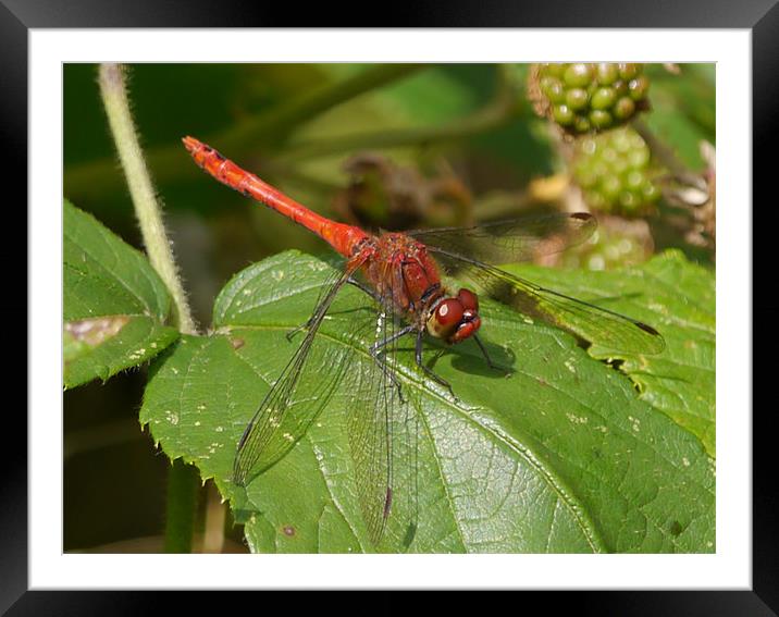 Ruddy Red Dragonfly Framed Mounted Print by sharon bennett