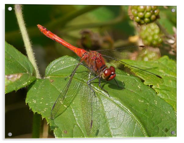 Ruddy Red Dragonfly Acrylic by sharon bennett