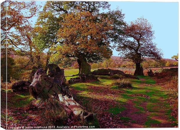 Oaks in Autumn Canvas Print by james richmond